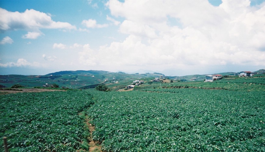 Large field of potatoes, Cordillearas