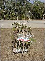 Progress (June 04) of tree planted by Paul Smith at DMMMSU during project initiation ceremony in May 2003