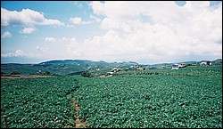 Large field of potatoes, Cordillearas